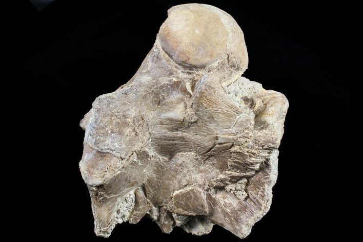 Mosasaur (Platecarpus) Dorsal Vertebra - Kansas #73699